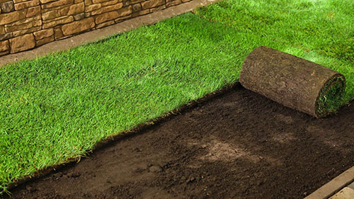 Sod being laid on prepared soil with a partially unrolled roll and stone wall in the background.